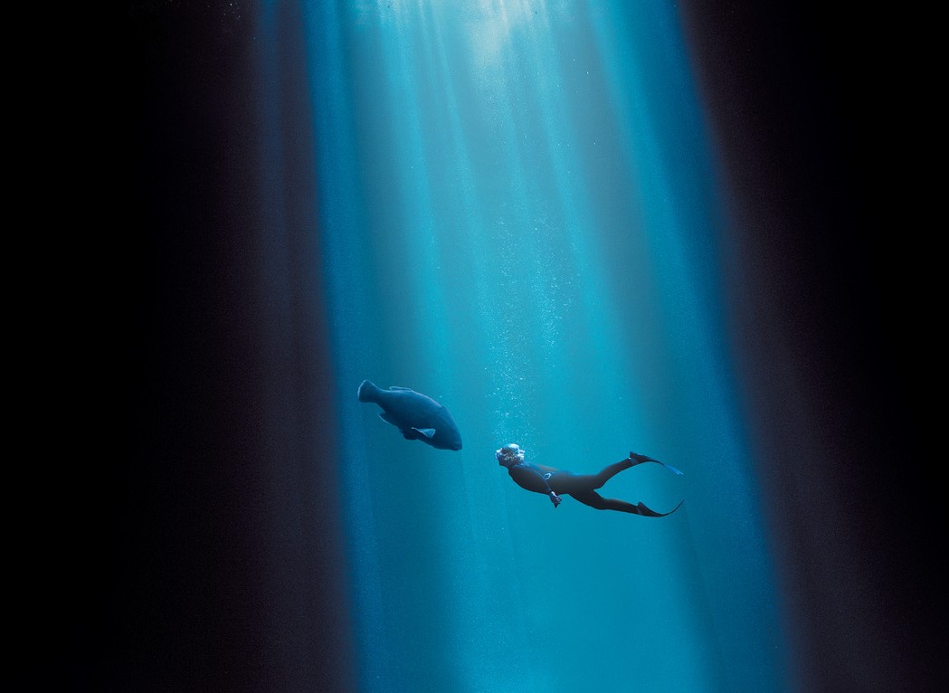 Blueback poster